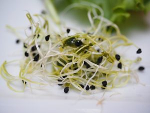 alfalfa-sprouts-1522076_640