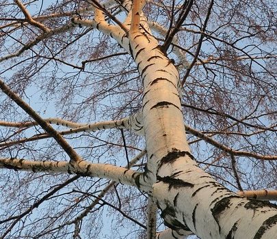 La cure de sève de bouleau La cure de sève de bouleau